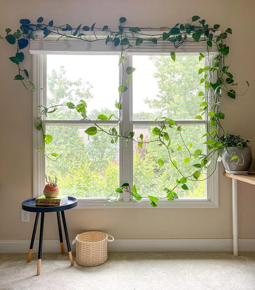 Amazing Climbing Pothos Ideas 4