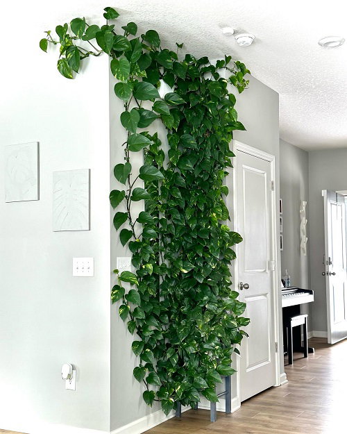 Inspiring Climbing Pothos Ideas 5