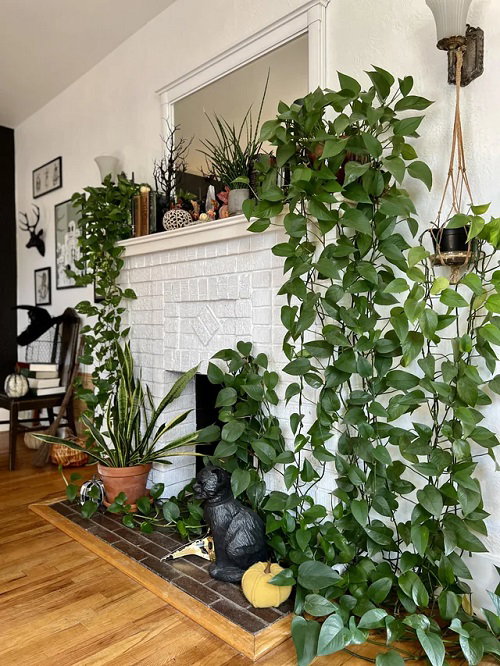 Inspiring Climbing Pothos Ideas 6