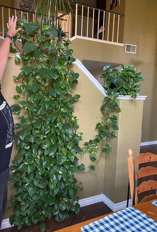 Inspiring Climbing Pothos Ideas 7
