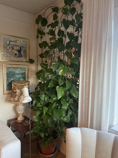 Inspiring Climbing Pothos Ideas 8