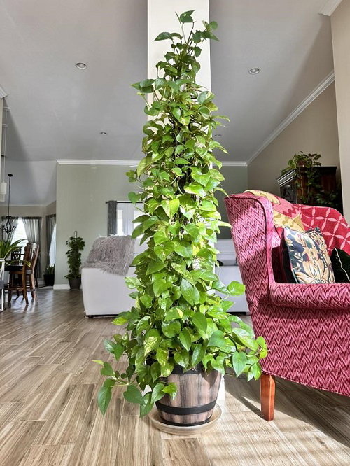 Amazing Climbing Pothos Ideas 1
