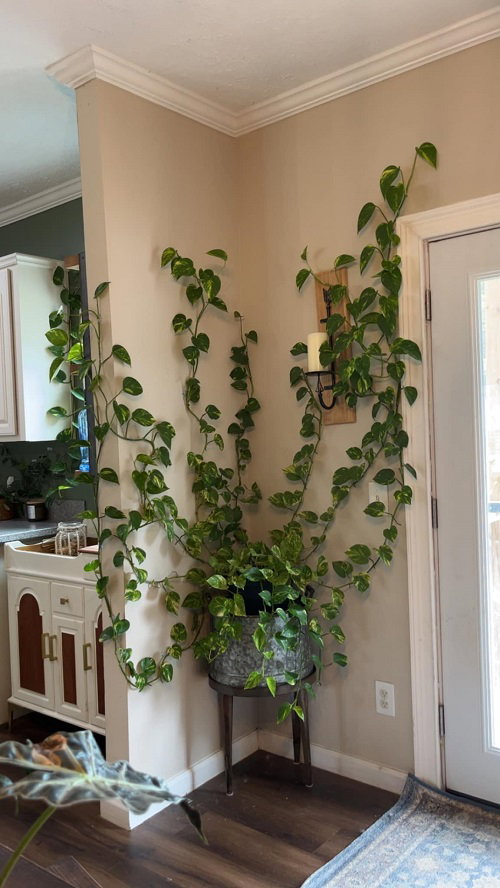 Amazing Climbing Pothos Ideas 2