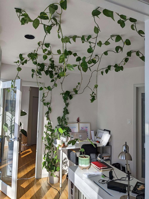 Amazing Climbing Pothos Ideas 3