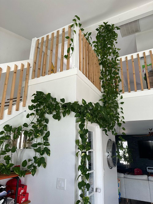 Amazing Climbing Pothos Ideas 5