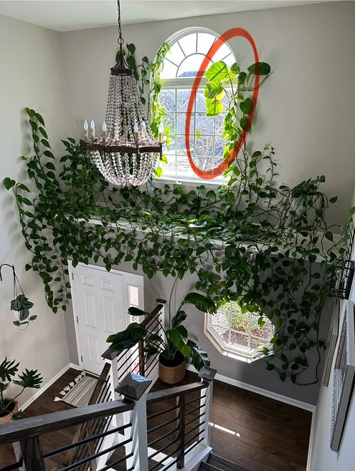 Trending Climbing Pothos Ideas 1