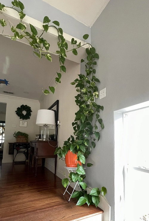 Trending Climbing Pothos Ideas 2