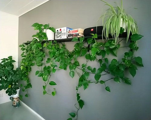 Climbing Pothos Ideas 1