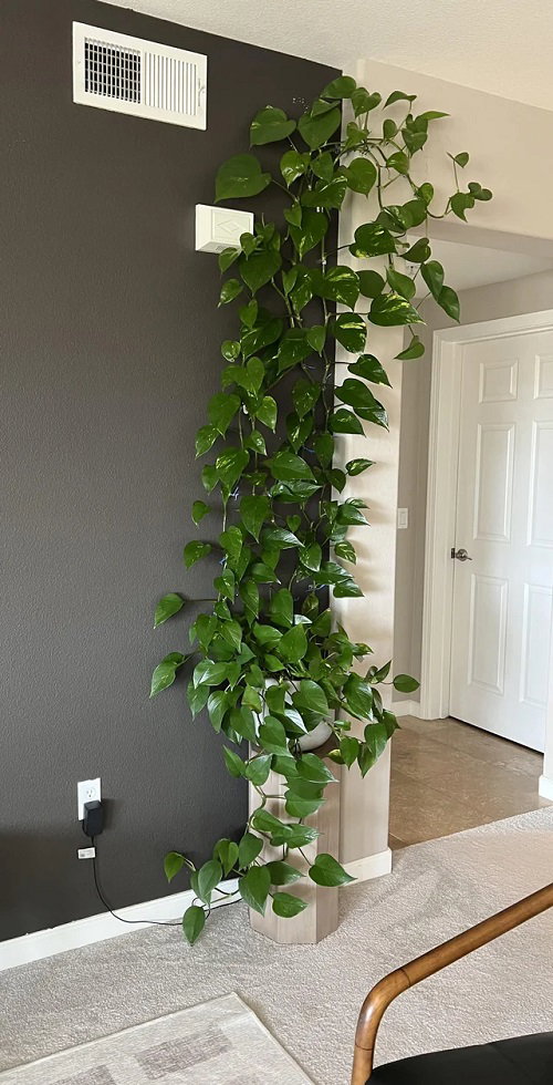 Climbing Pothos Ideas 2