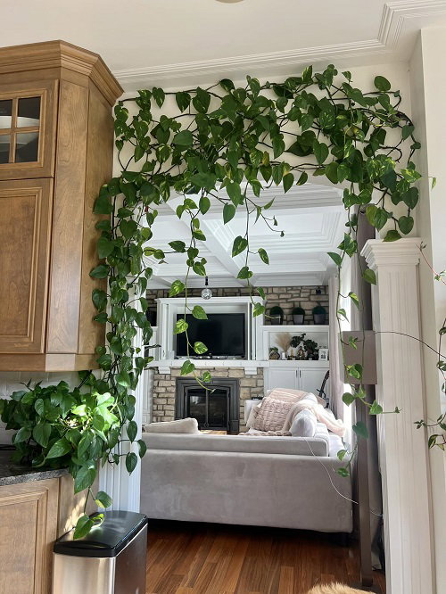 Trending Climbing Pothos Ideas 3