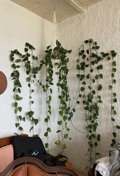 Trending Climbing Pothos Ideas 4