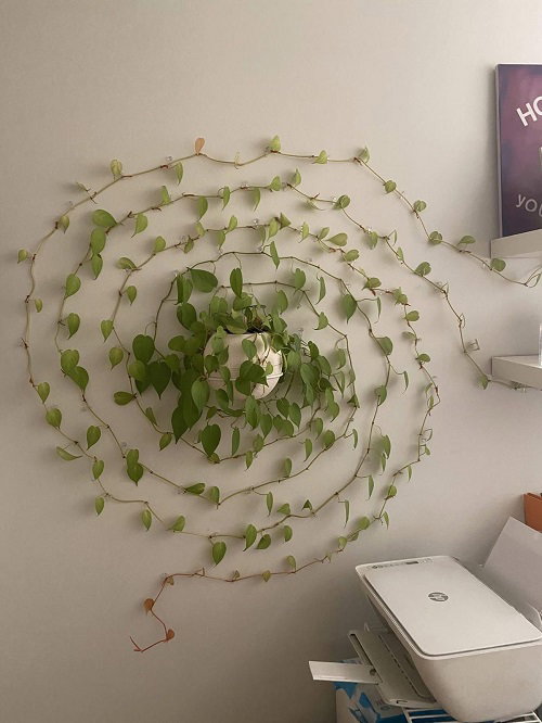 23 Beautiful Climbing Pothos Ideas for Inspiration