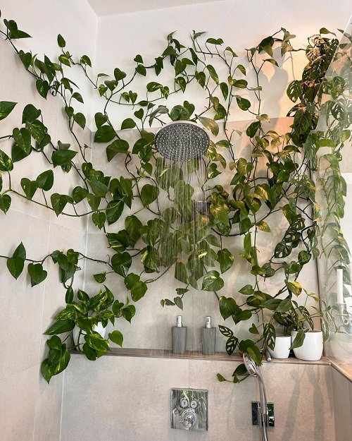 Climbing Pothos Ideas 4