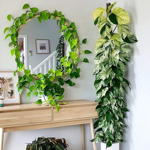 Climbing Pothos Ideas 5