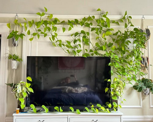 Climbing Pothos Ideas 6