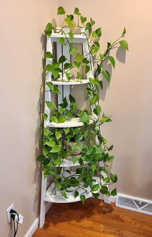 Inspiring Climbing Pothos Ideas 1