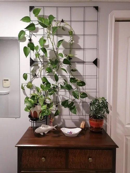 Inspiring Climbing Pothos Ideas 2