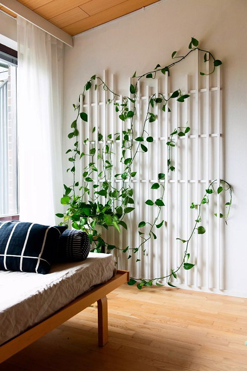 Inspiring Climbing Pothos Ideas 3