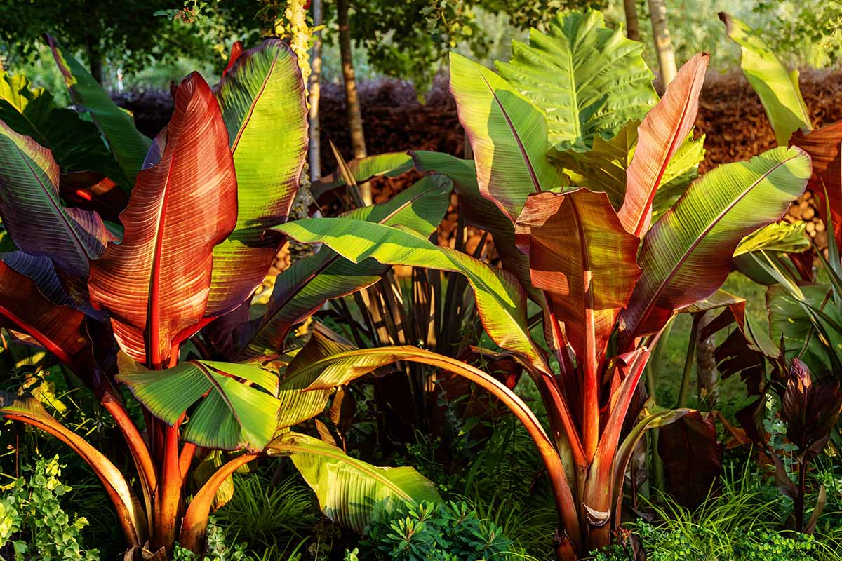 How to Grow and Care for Banana Plants | Gardener’s Path
