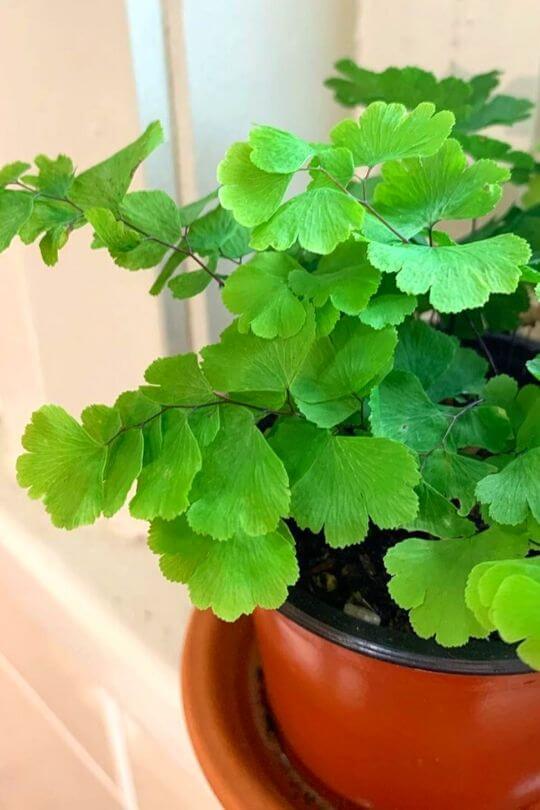 Fern Varieties: 20 Types Of Indoors & Outdoors Ferns with Pictures